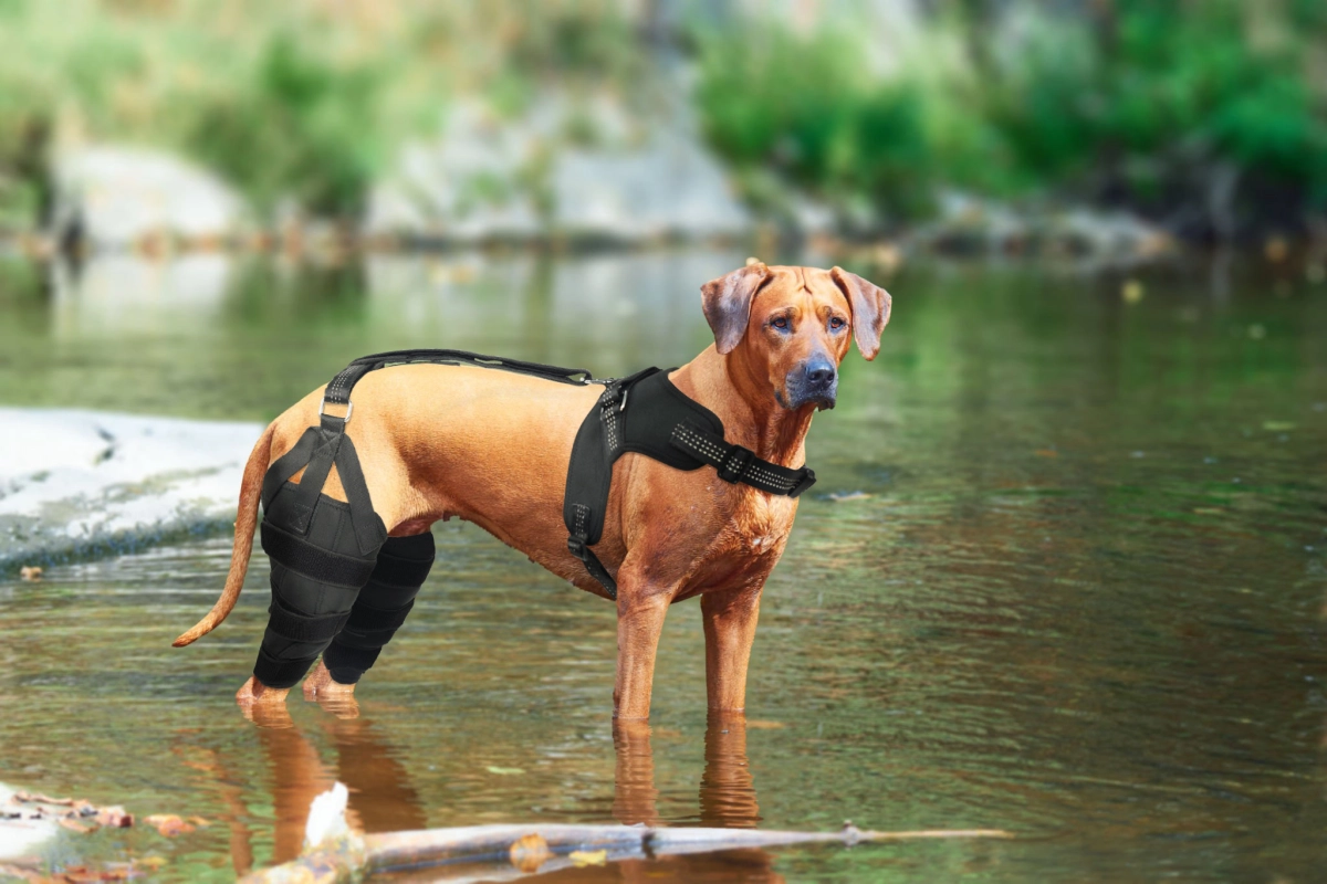 Do Knee Braces Truly Help Dogs？