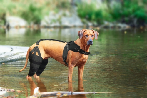 Do Knee Braces Truly Help Dogs？