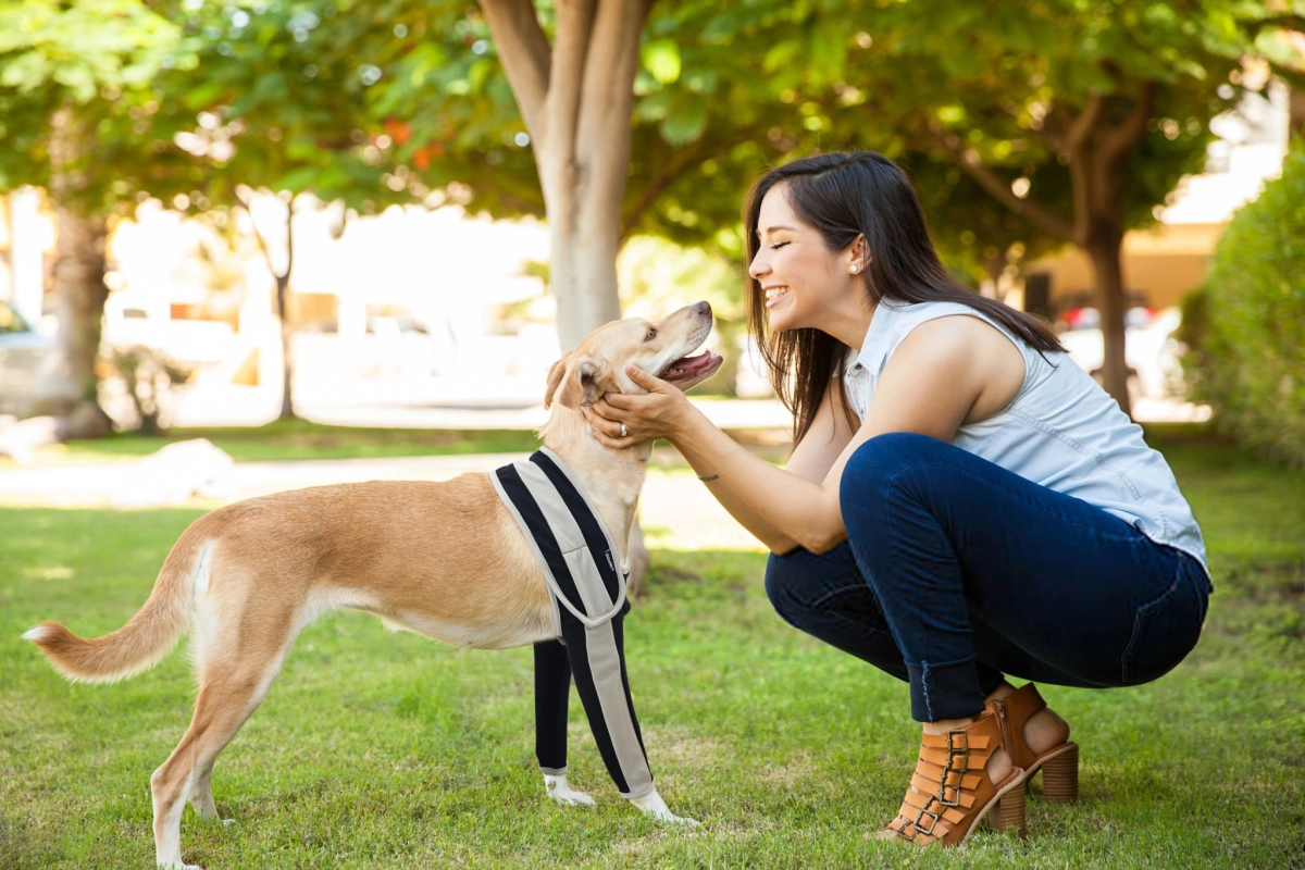 How Do You Rehab a Dog's Elbow?