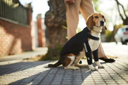 Can Dogs Recover from Elbow Dysplasia?