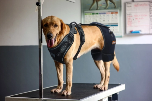 Can You Fix Hip Dysplasia Without Surgery?