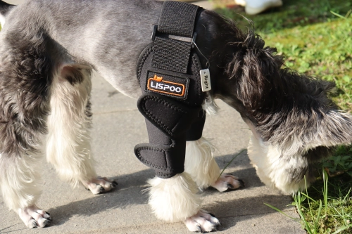 Do Dog Elbow Braces Work?