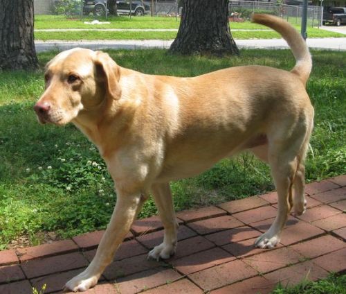 Do Dog Hip Braces Really Work?