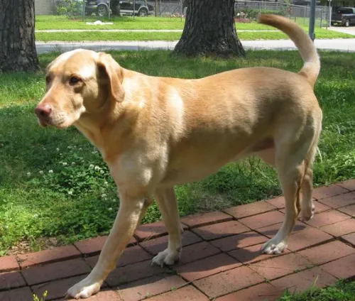 Do Dog Hip Braces Really Work?
