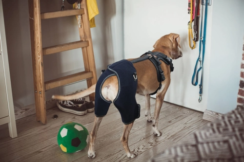 Do Braces Work for Dogs with Hip Dysplasia?