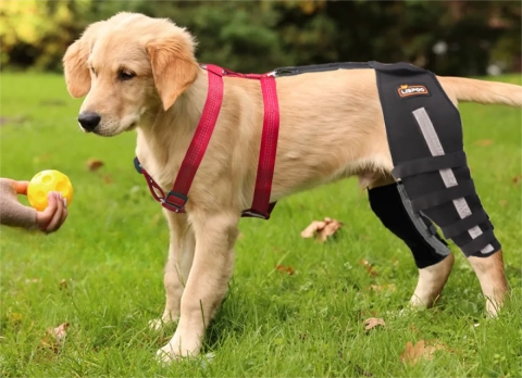 Can a Knee Brace Help Luxating Patella in Dogs?