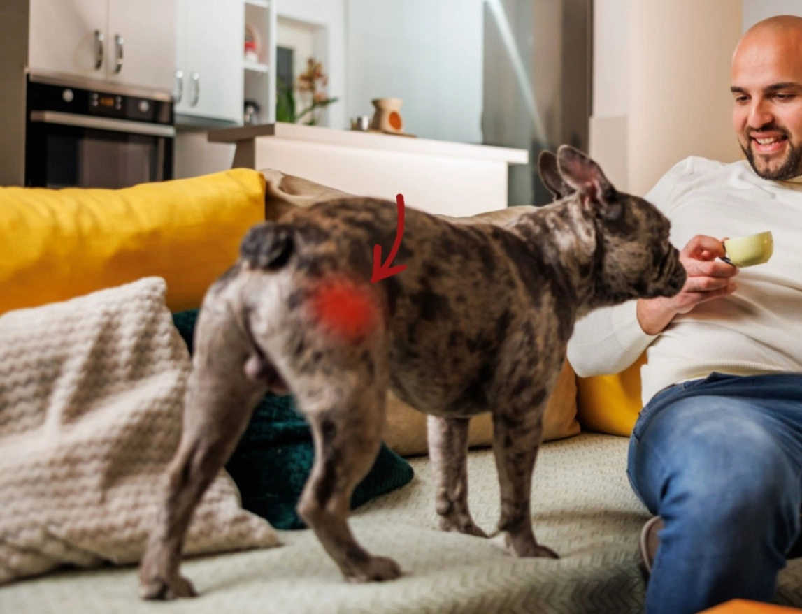 What is The Best Dog Lift Harness for Hip Dysplasia?