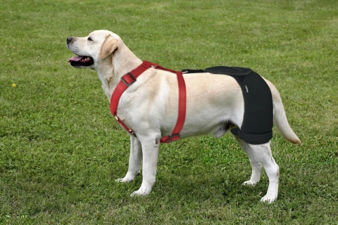 Is Hip Dysplasia Painful for A Dog?