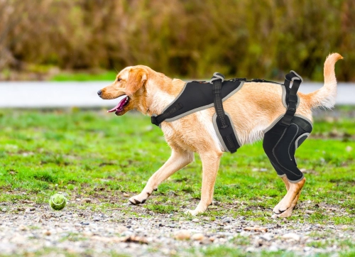 Can You Put a Knee Brace on a Dog?