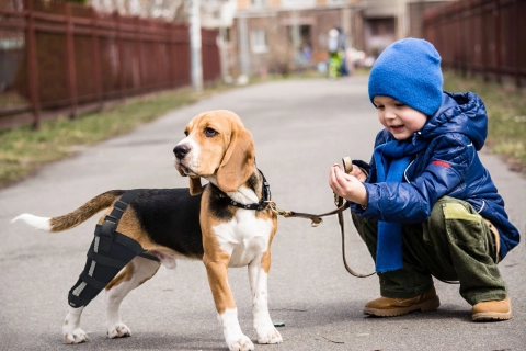 What Are The Symptoms of Knee Dysplasia in Dogs?