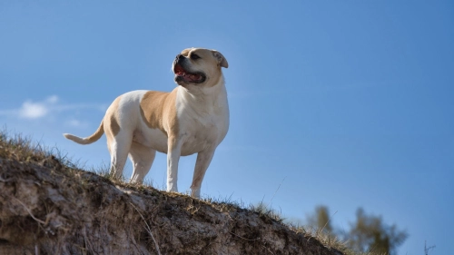 Do Dog Hip Braces Work?