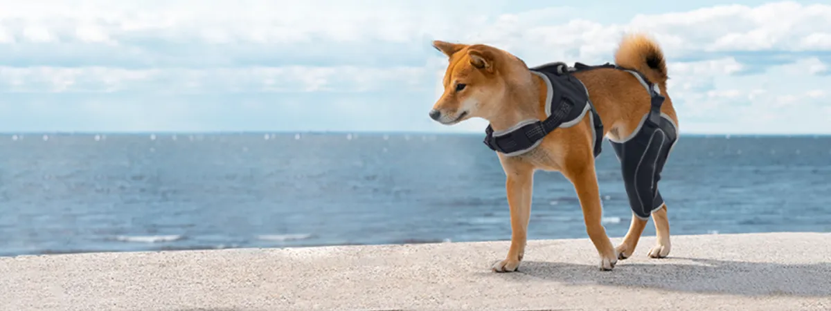 How to Brace A Dog's Knee?