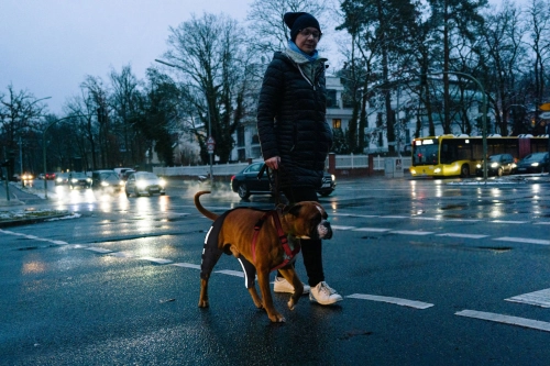 What Happens If You Don't Fix a Dog's Cruciate Ligament?