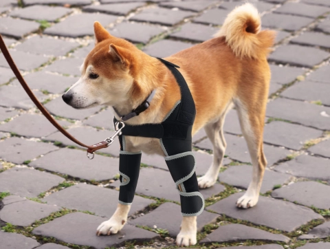 Do Braces Help Dogs with Elbow Dysplasia?