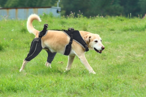 Do Knee Braces Work for Dogs with Torn Acl?