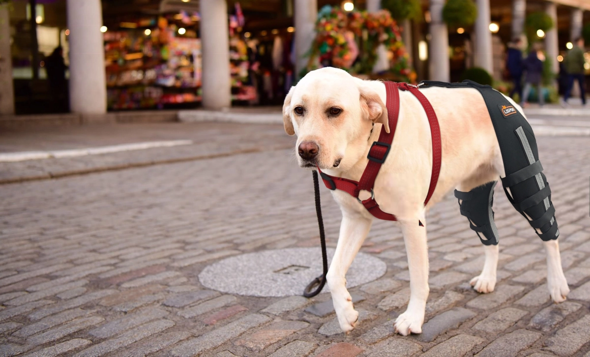 How to Stabilize A Dog'S Knee?