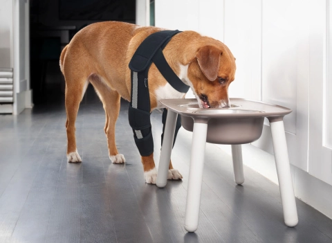How Effective Are Dog Elbow Braces?