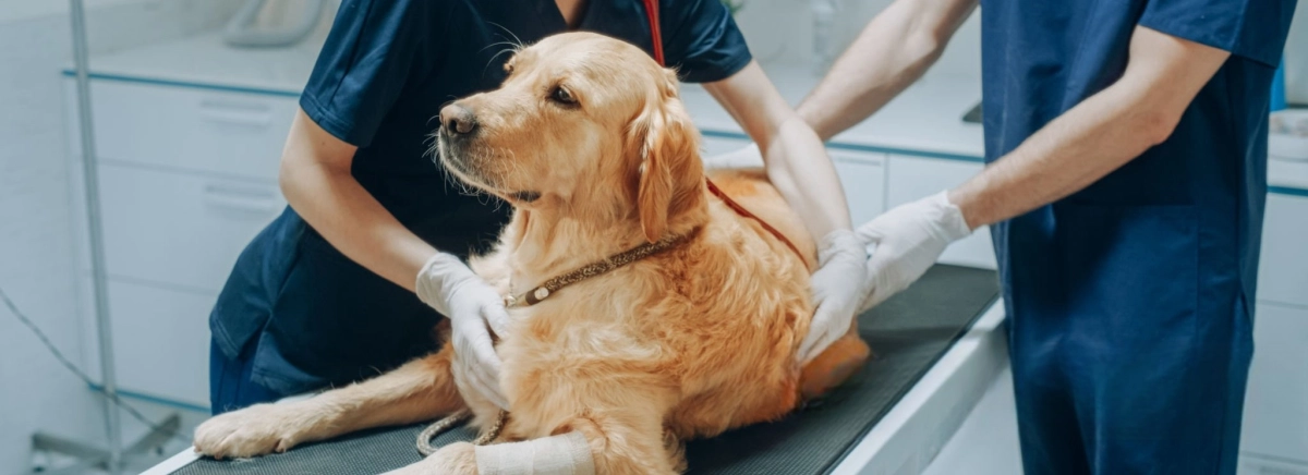 What Is The Best Support for Dogs with Hip Dysplasia?