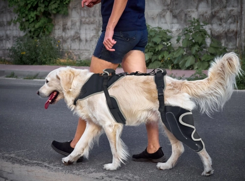 How to Treat Your Dog's Torn ACL at Home