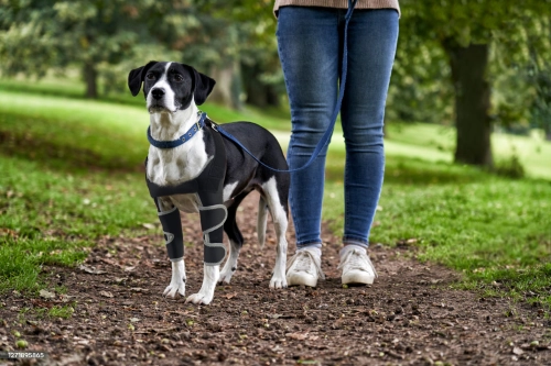  How Can I Assist My Dog with Elbow Dysplasia?