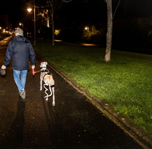  Helping Your Furry Friend Recover