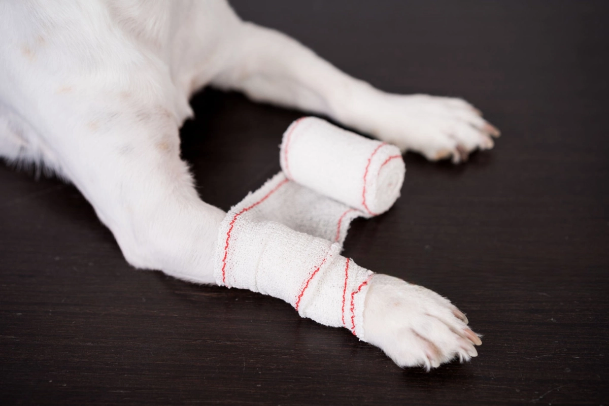 How to Help Your Dog with Elbow Dysplasia
