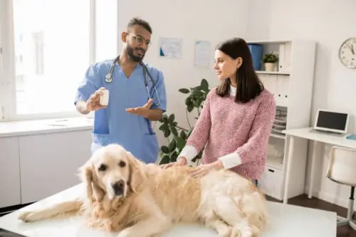 How to Help Your Dog with Degenerative Myelopathy