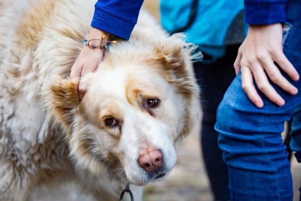 Dog Joint Disease and Degenerative Myelopathy: Popular Science on Common Dog Breeds and Ages of Onset