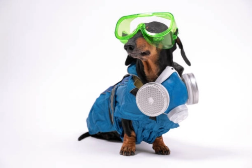 Pet Protective Gear: A Comprehensive Comparison of Pros and Cons