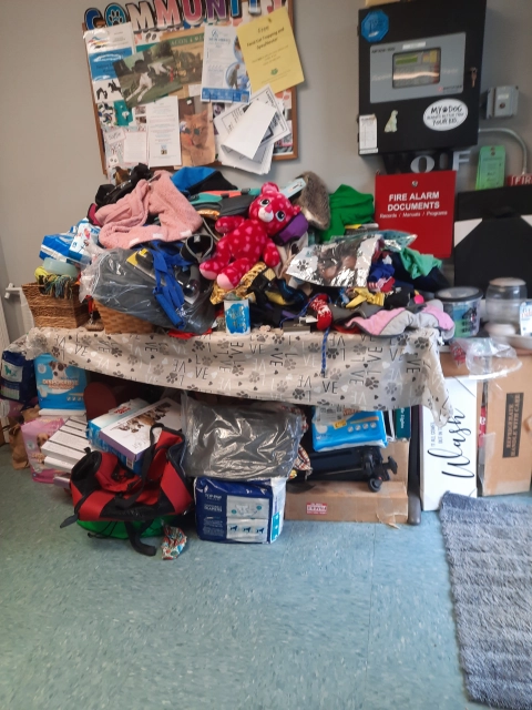 When Love Becomes Another Kind of Companionship: The Story of Donating Knee Pads and Saying Goodbye to Jack