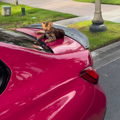 PET Super Gloss Rose Red Car Vinyl Wrap