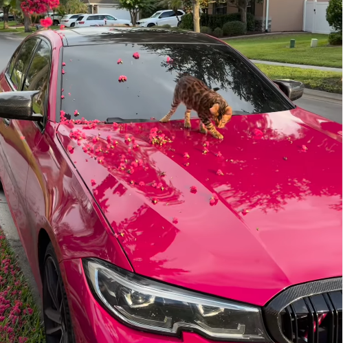 PET Super Gloss Rose Red Car Vinyl Wrap