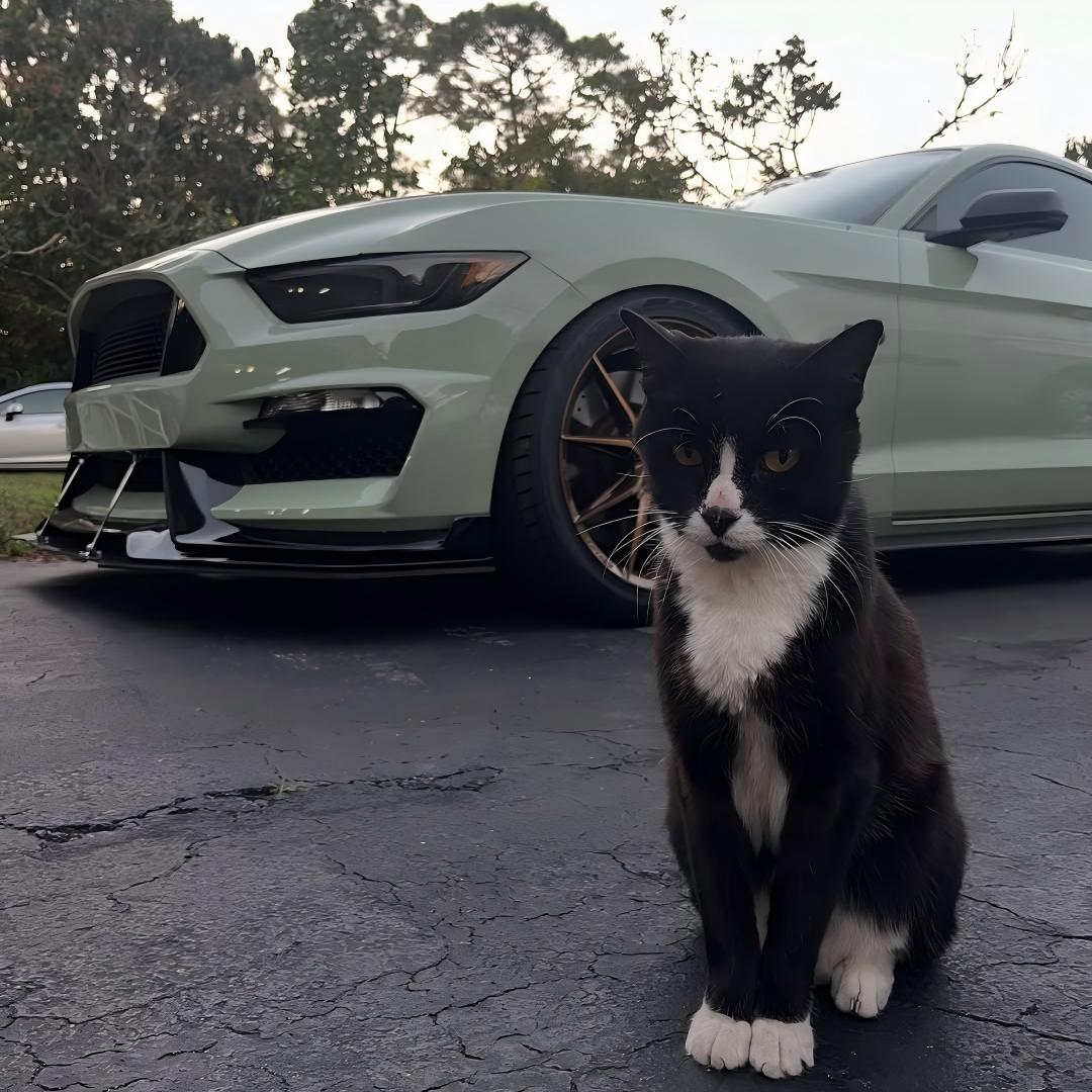 Gloss Light Khaki Green Car Vinyl Wrap PET review 5ohbrat 04