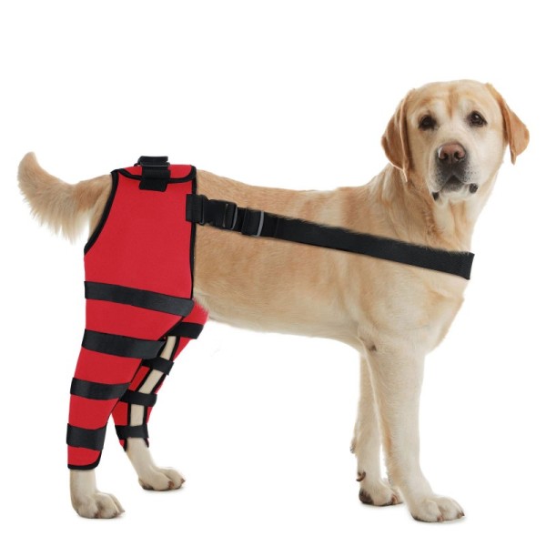 Dog Knee Brace Post Surgery Injury