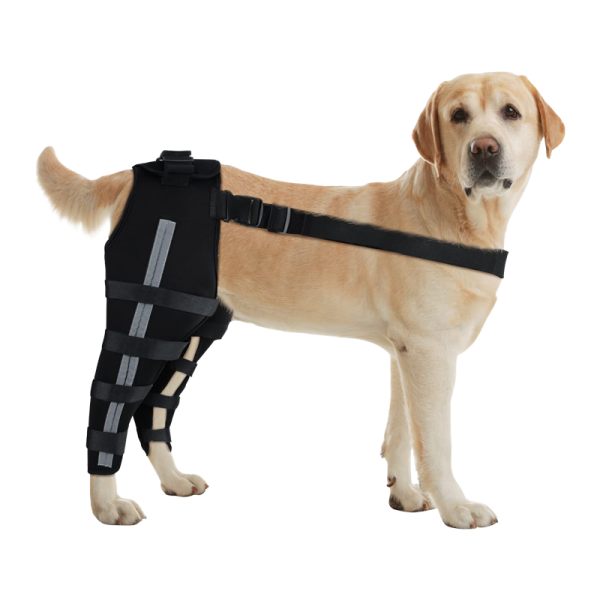 Dog Brace for Torn ACL Post Surgery Injury