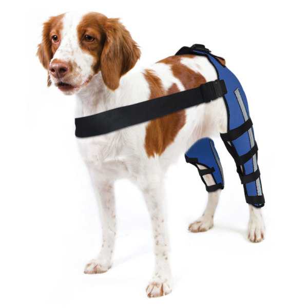 Dog Brace for Torn ACL Post Surgery Injury