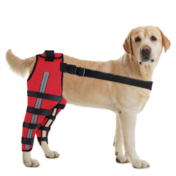 Dog Brace for Torn ACL Post Surgery Injury