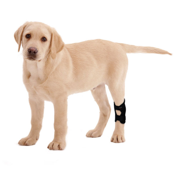 Dog Hock Ligament Wrap Brace