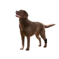 Dog Hock Ligament Wrap Brace