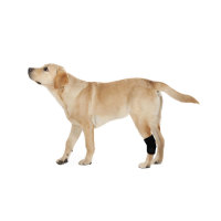 Dog Hock Ligament Wrap Brace