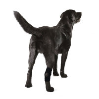 Dog Hock Ligament Wrap Brace
