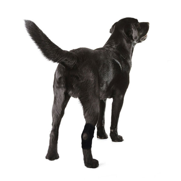 Dog Hock Ligament Wrap Brace