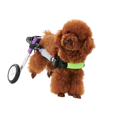 Dog Wheelchair for Paralyzed Dogs