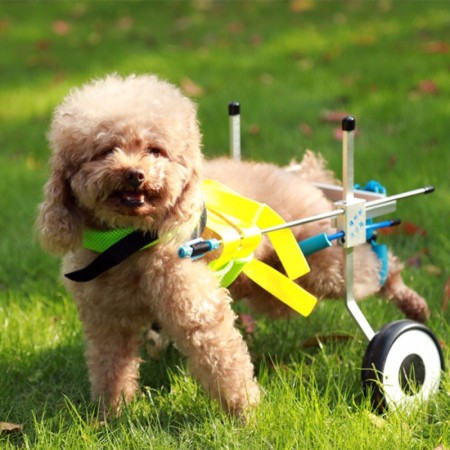 Dog Wheelchair for Paralyzed Hind Legs