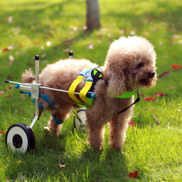 Dog Wheelchair for Paralyzed Hind Legs
