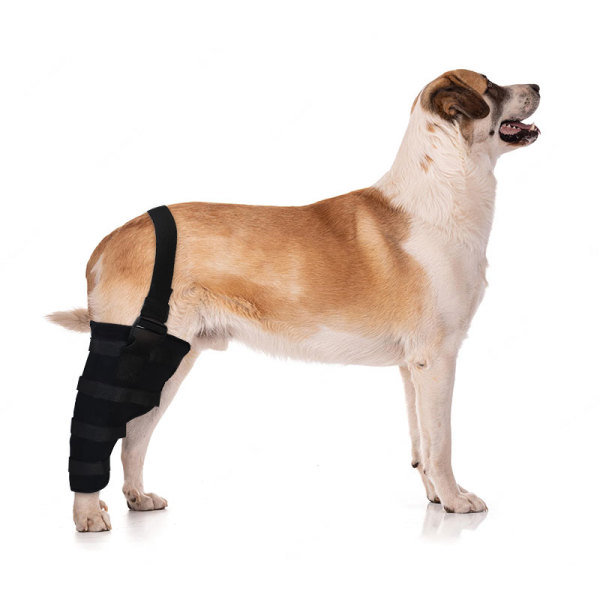 Dog Brace for Torn ACL Right Rear Leg Support