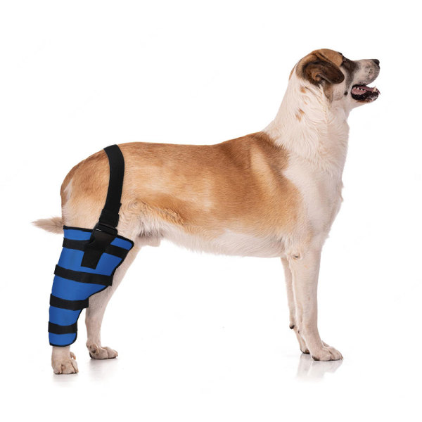 Dog Brace for Torn ACL Right Rear Leg Support
