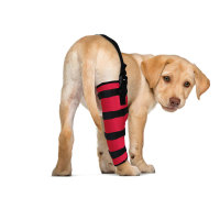 Dog Brace for Torn ACL Right Rear Leg Support