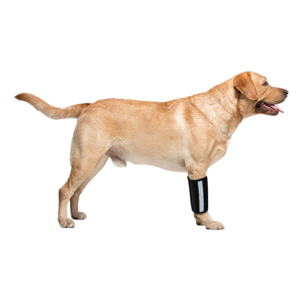 Carpal Hyperextension Dog Brace for Dogs Arthritis Injuries