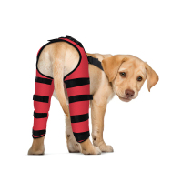 Dog Knee Brace Post Surgery Injury